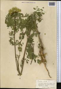 Daucus carota L., Middle Asia, Western Tian Shan & Karatau (M3) (Kyrgyzstan)