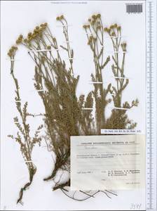 Tanacetum, Eastern Europe, Lower Volga region (E9) (Russia)