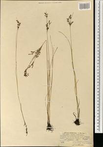 Juncus orchonicus Novikov, Mongolia (MONG) (Mongolia)