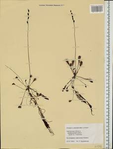 Drosera ×obovata Mert. & W. D. J. Koch, Eastern Europe, Western region (E3) (Russia)