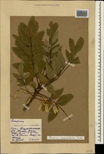 Fraxinus angustifolia Vahl , nom. cons., Crimea (KRYM) (Russia)