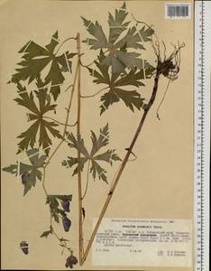 Aconitum sczukinii Turcz., Siberia, Russian Far East (S6) (Russia)