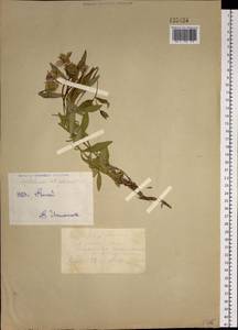 Chamaenerion latifolium (L.) Sweet, Siberia, Western (Kazakhstan) Altai Mountains (S2a) (Kazakhstan)