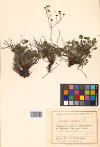 Potentilla argentea L., Siberia, Russian Far East (S6) (Russia)