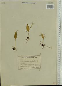 Ophioglossum vulgatum L., Eastern Europe, Eastern region (E10) (Russia)