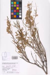 Tamarix gracilis Willd., Middle Asia, Caspian Ustyurt & Northern Aralia (M8) (Kazakhstan)