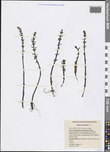 Hippuris tetraphylla L. fil., Siberia, Western Siberia (S1) (Russia)