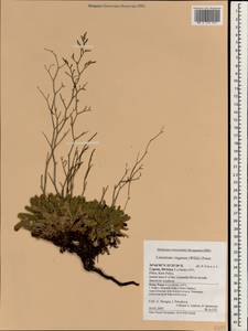 Limonium virgatum (Willd.) Fourr., South Asia, South Asia (Asia outside ex-Soviet states and Mongolia) (ASIA) (Cyprus)