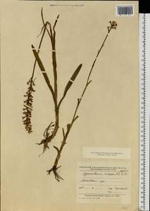 Gymnadenia conopsea (L.) R.Br., Eastern Europe, Moscow region (E4a) (Russia)