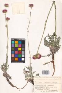 Jurinea cretacea Bunge, Eastern Europe, Lower Volga region (E9) (Russia)