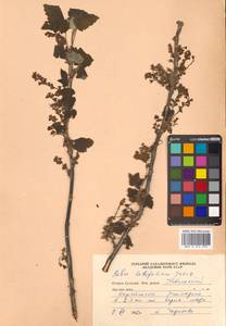 Ribes latifolium Jancz., Siberia, Russian Far East (S6) (Russia)