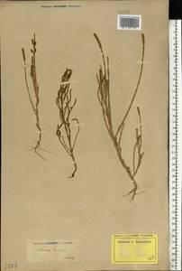 Salicornia europaea (Moss) Lambinon & Vanderp., Eastern Europe, Lower Volga region (E9) (Russia)