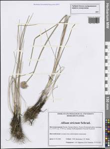Allium strictum Schrad., Siberia, Western Siberia (S1) (Russia)