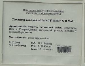Climacium dendroides (Hedw.) F. Weber & D. Mohr, Bryophytes, Bryophytes - European North East (B7) (Russia)