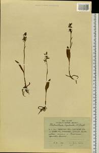 Platanthera tipuloides (L.f.) Lindl., Siberia, Chukotka & Kamchatka (S7) (Russia)
