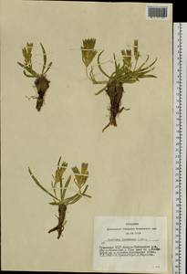 Gentiana decumbens L. fil., Siberia, Altai & Sayany Mountains (S2) (Russia)