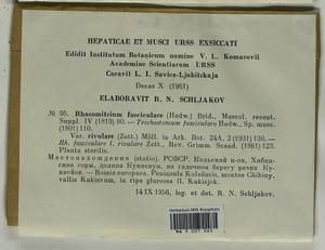 Dilutineuron fasciculare (Schrad. ex Hedw.) Bedn.-Ochyra, Sawicki, Ochyra, Szczecińska & Plášek, Bryophytes, Bryophytes - Karelia, Leningrad & Murmansk Oblasts (B4) (Russia)