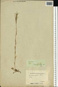 Barbarea vulgaris (L.) W.T.Aiton, Eastern Europe, Estonia (E2c) (Estonia)