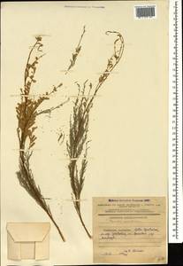 Tamarix ramosissima Ledeb., Caucasus, Azerbaijan (K6) (Azerbaijan)