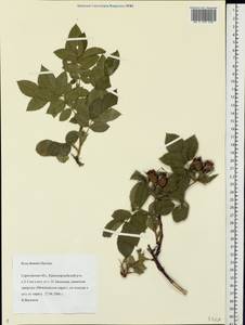 Rosa dumalis Bechst., Eastern Europe, Lower Volga region (E9) (Russia)