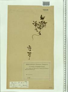 Lythrum portula (L.) D. A. Webb, Eastern Europe, Central forest-and-steppe region (E6) (Russia)