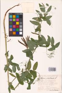 Lathyrus pisiformis L., Eastern Europe, Lower Volga region (E9) (Russia)