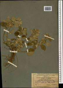 Marrubium astracanicum Jacq., Caucasus, Azerbaijan (K6) (Azerbaijan)