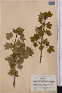 Ribes meyeri, Middle Asia, Western Tian Shan & Karatau (M3) (Uzbekistan)