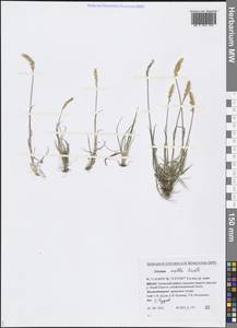 Koeleria spicata subsp. spicata, Siberia, Western Siberia (S1) (Russia)