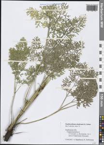 Xanthoselinum alsaticum (L.) Schur, Eastern Europe, Central forest-and-steppe region (E6) (Russia)