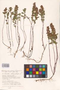 MHA 0 155 212, Teucrium chamaedrys L., Eastern Europe, South Ukrainian region (E12) (Ukraine)