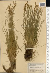 Carex elongata L., Eastern Europe, Moscow region (E4a) (Russia)