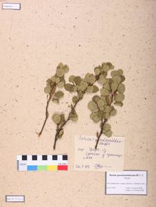 Betula fruticosa Pall., Siberia, Altai & Sayany Mountains (S2) (Russia)