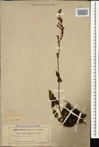 Rumex arifolius All., Caucasus, Georgia (K4) (Georgia)