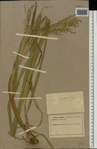 Glyceria maxima (Hartm.) Holmb., Eastern Europe, Northern region (E1) (Russia)
