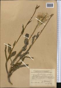 Tragopogon ruber S. G. Gmel., Middle Asia, Western Tian Shan & Karatau (M3) (Kyrgyzstan)