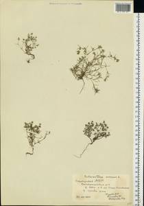 Scleranthus annuus L., Eastern Europe, Eastern region (E10) (Russia)