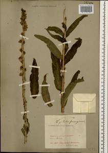 Digitalis ferruginea L., Caucasus, Black Sea Shore (from Novorossiysk to Adler) (K3) (Russia)