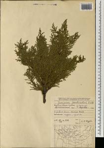 Juniperus pseudosabina Fisch. & C.A.Mey., Mongolia (MONG) (Mongolia)