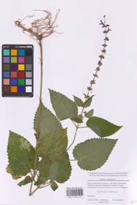Stachys sylvatica L., Eastern Europe, Moscow region (E4a) (Russia)