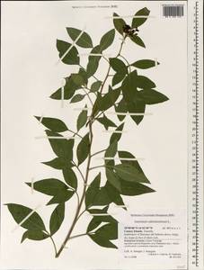 Jasminum odoratissimum L., Africa (AFR) (Spain)