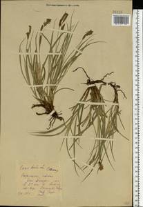 Carex hirta L., Eastern Europe, Central forest-and-steppe region (E6) (Russia)