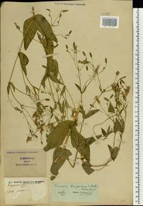 Gypsophila vaccaria (L.) Sm., Eastern Europe, South Ukrainian region (E12) (Ukraine)