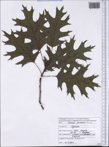 Quercus palustris Münchh., America (AMER) (United States)