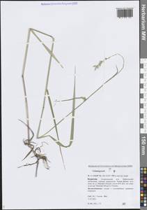 Calamagrostis, Siberia, Baikal & Transbaikal region (S4) (Russia)