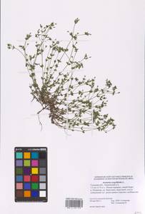 Arenaria serpyllifolia L., Eastern Europe, Central region (E4) (Russia)