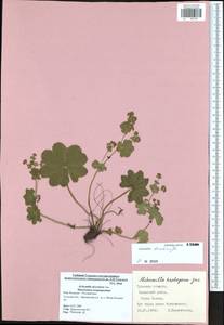 Alchemilla devestiens Juz., Eastern Europe, Central region (E4) (Russia)