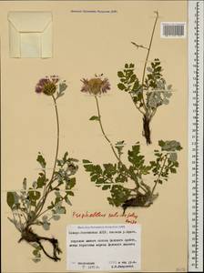 Psephellus salviifolius Boiss., Caucasus, North Ossetia, Ingushetia & Chechnya (K1c) (Russia)