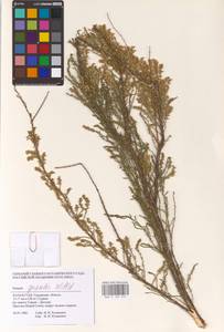 Tamarix gracilis Willd., Middle Asia, Caspian Ustyurt & Northern Aralia (M8) (Kazakhstan)