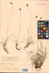 Sesleria coerulans Friv., Eastern Europe, West Ukrainian region (E13) (Ukraine)